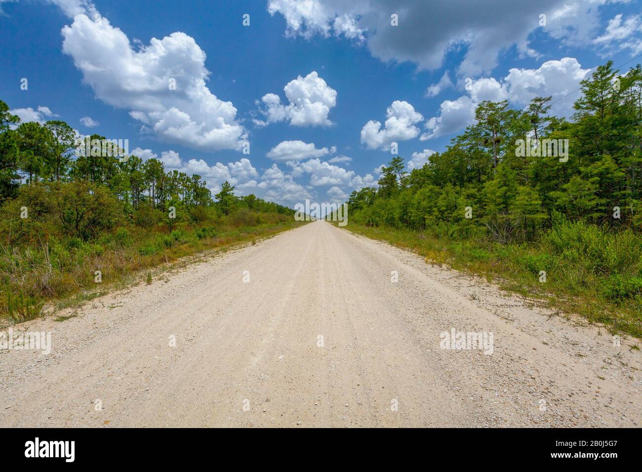 Alligator Alley, Everglades, Floride Banque D'Images