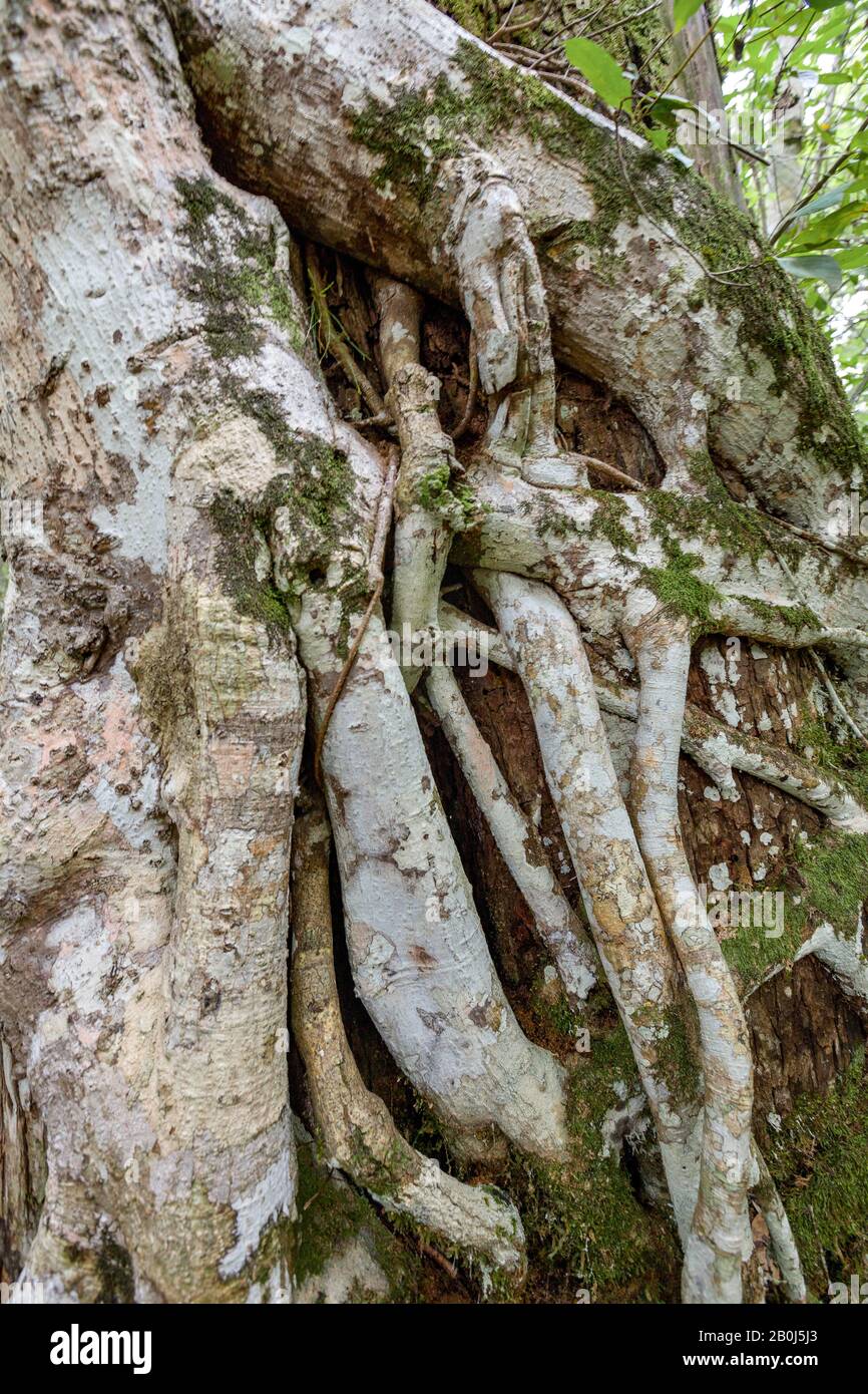 Figuier à lancères de Floride (Ficus aurea), Everglades, Floride Banque D'Images