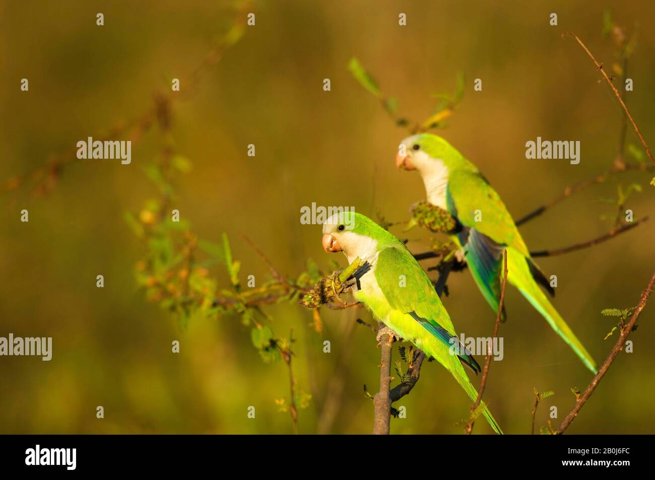 BRÉSIL, MATO GROSSO, PANTANAL, REFUGIO ECOLOGICO CAIMAN, PARAKEETS DE MOINE (MYOPSITTA MONACHUS), ALIMENTATION Banque D'Images