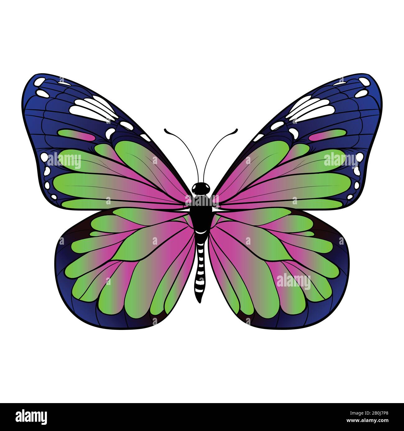 Papillon coloré sur fond blanc illustration vectorielle Illustration de Vecteur