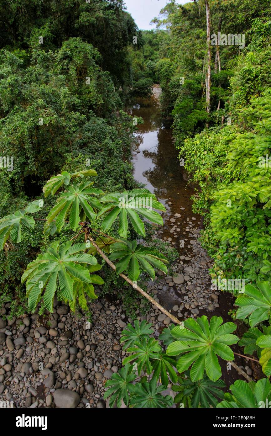 COSTA RICA, LA VIRGEN DE SARAPIQUI, RÉSERVE BIOLOGIQUE DE TIRIMBINA, VUE SUR LA FORÊT TROPICALE TROPICALE Banque D'Images