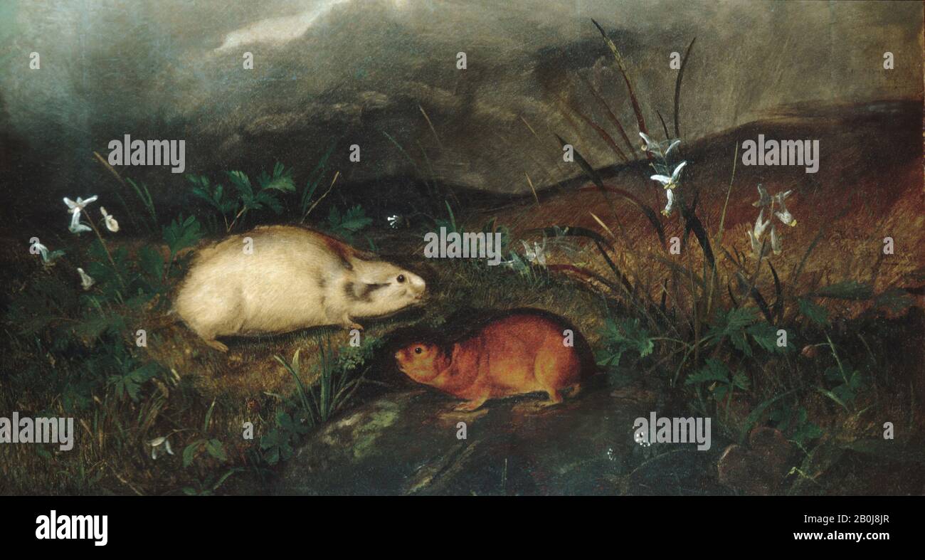 John Woodhouse Audubon, Hudson's Bay Lemming, américain, John Woodhouse Audubon (1812–1862), 1846, américain, huile sur toile, 14 x 22 po. (35,6 x 55,9 cm), Peintures Banque D'Images