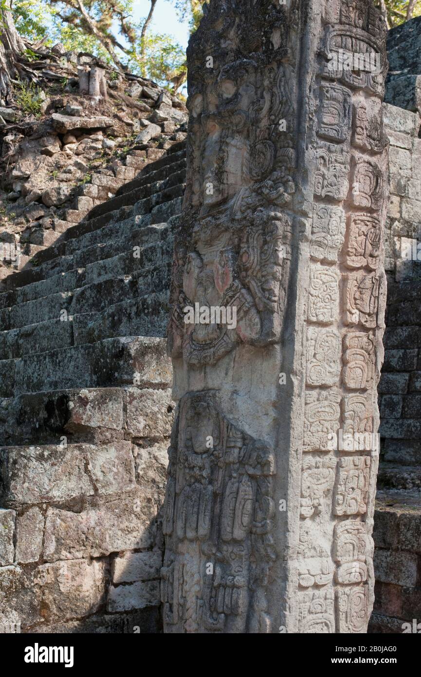 HONDURAS, RUINES DE COPAN, SITE ARCHÉOLOGIQUE MAYA, WEST COURT (PATIO OCCIDENTAL), STELA P Banque D'Images