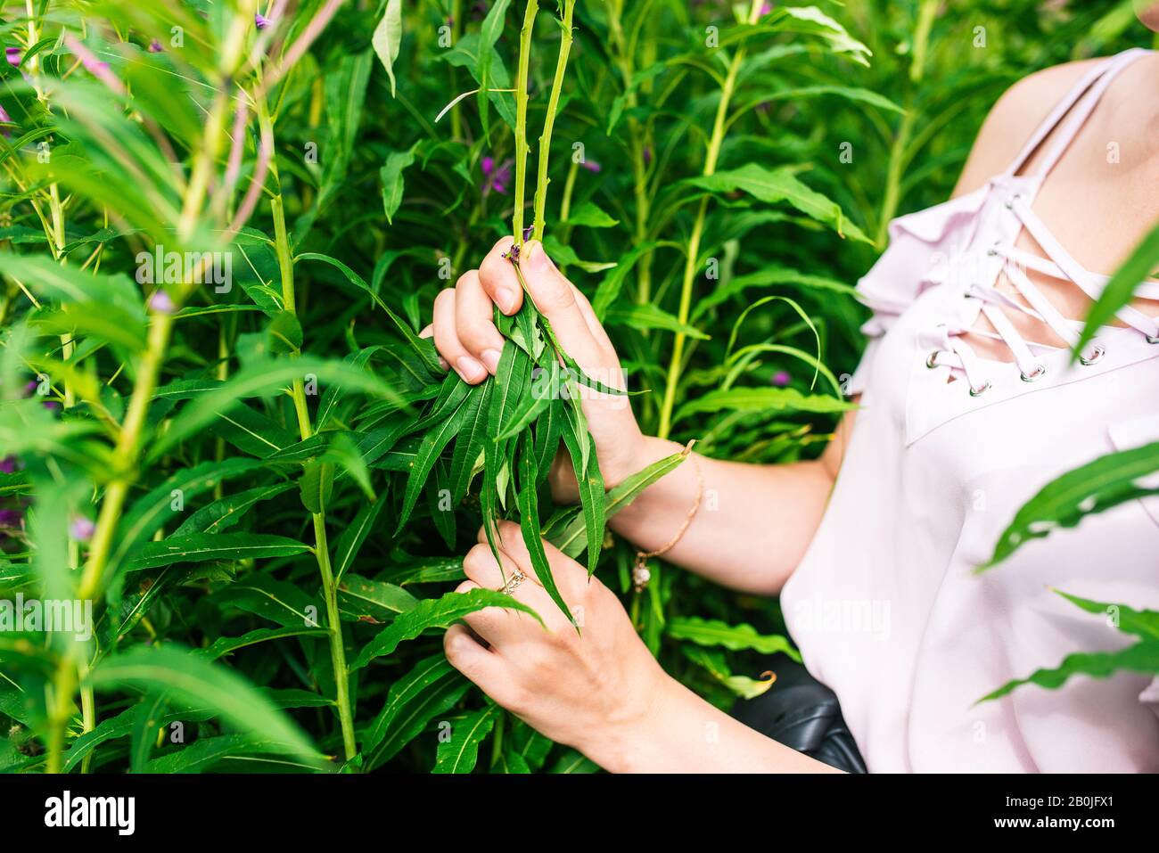 Une femme recueille des feuilles d'herbe de saule en été. Plante à feuilles étroites Ivan Tea Banque D'Images