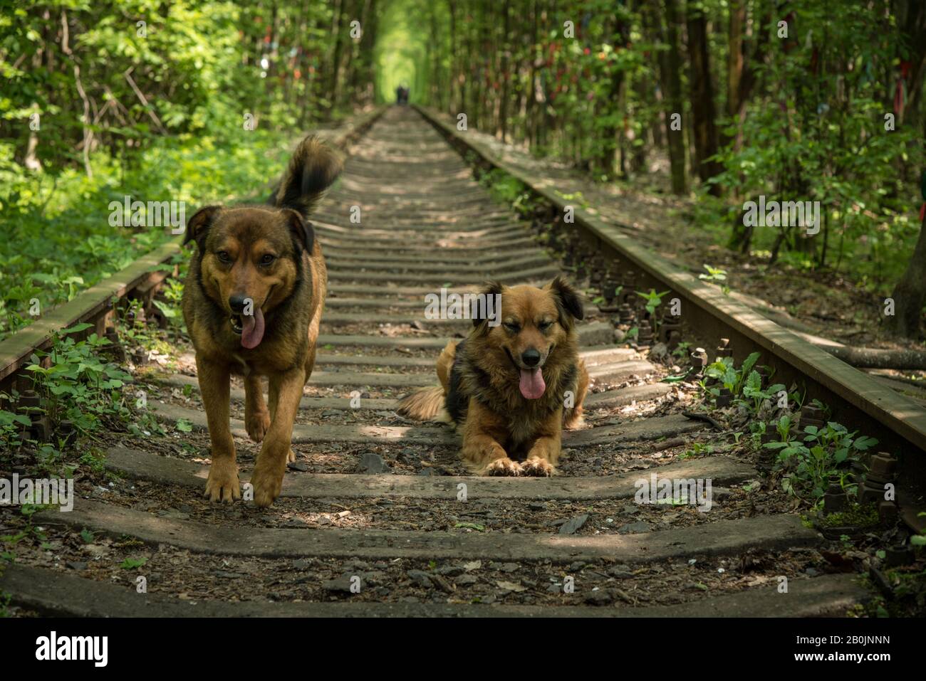 paire de strays Banque D'Images