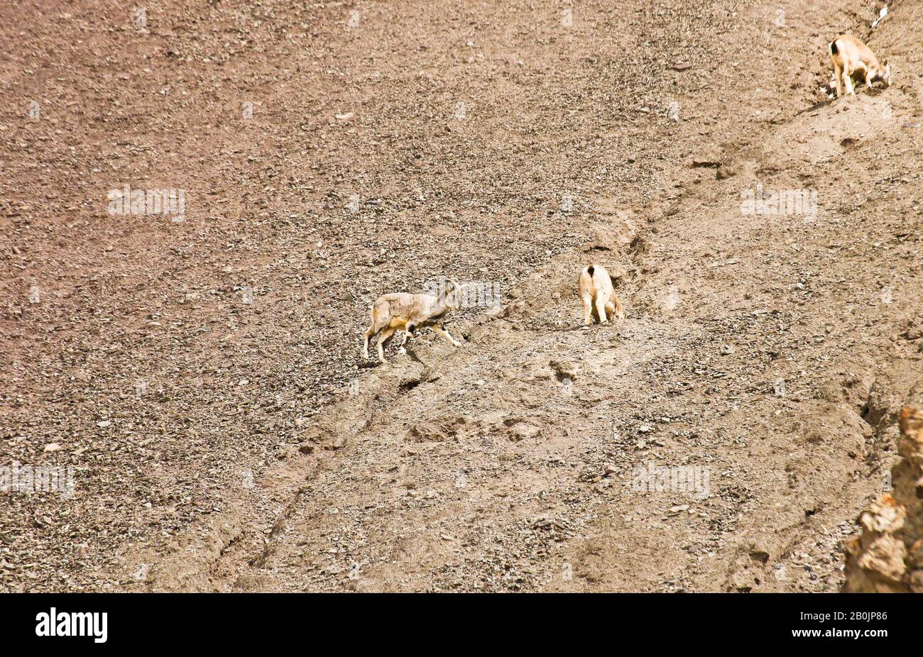 Mouton bleu himalayenne, naur (Pseudois nayaur), Parc national de Hemis. Himalaya. Ladakh, Inde Banque D'Images