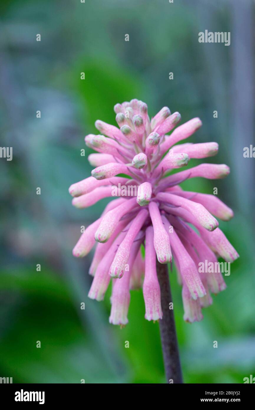 Veltheimia bracteata fleurs en croissance dans un environnement protégé. Banque D'Images