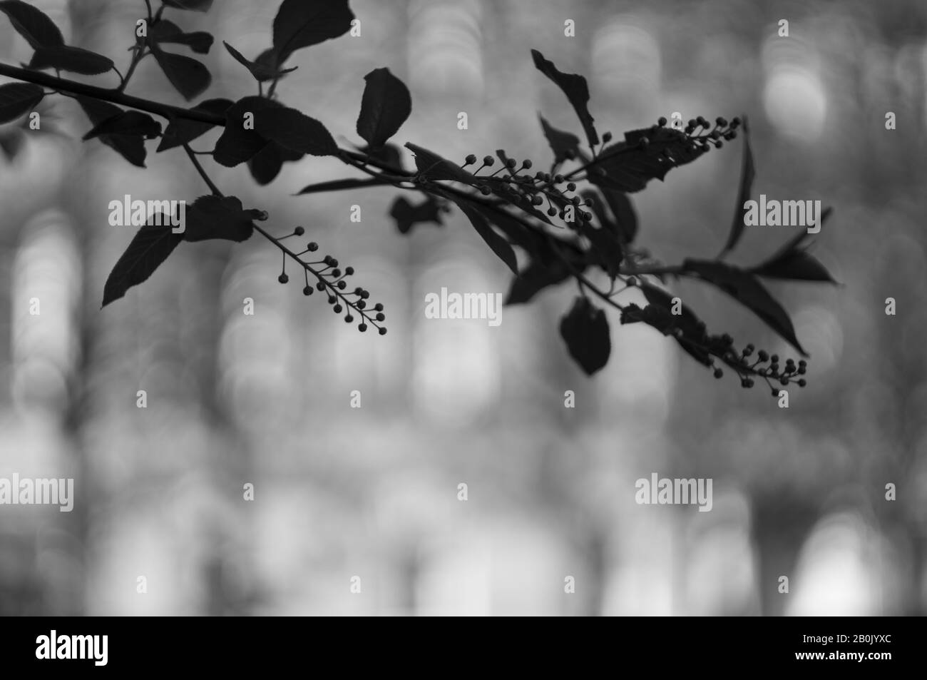 Silhouette d'une branche arborescente avec des feuilles et des inflorescences sur un fond flou. Défocused. Le concept du passé, des espoirs non satisfaits, de la tristesse. Banque D'Images