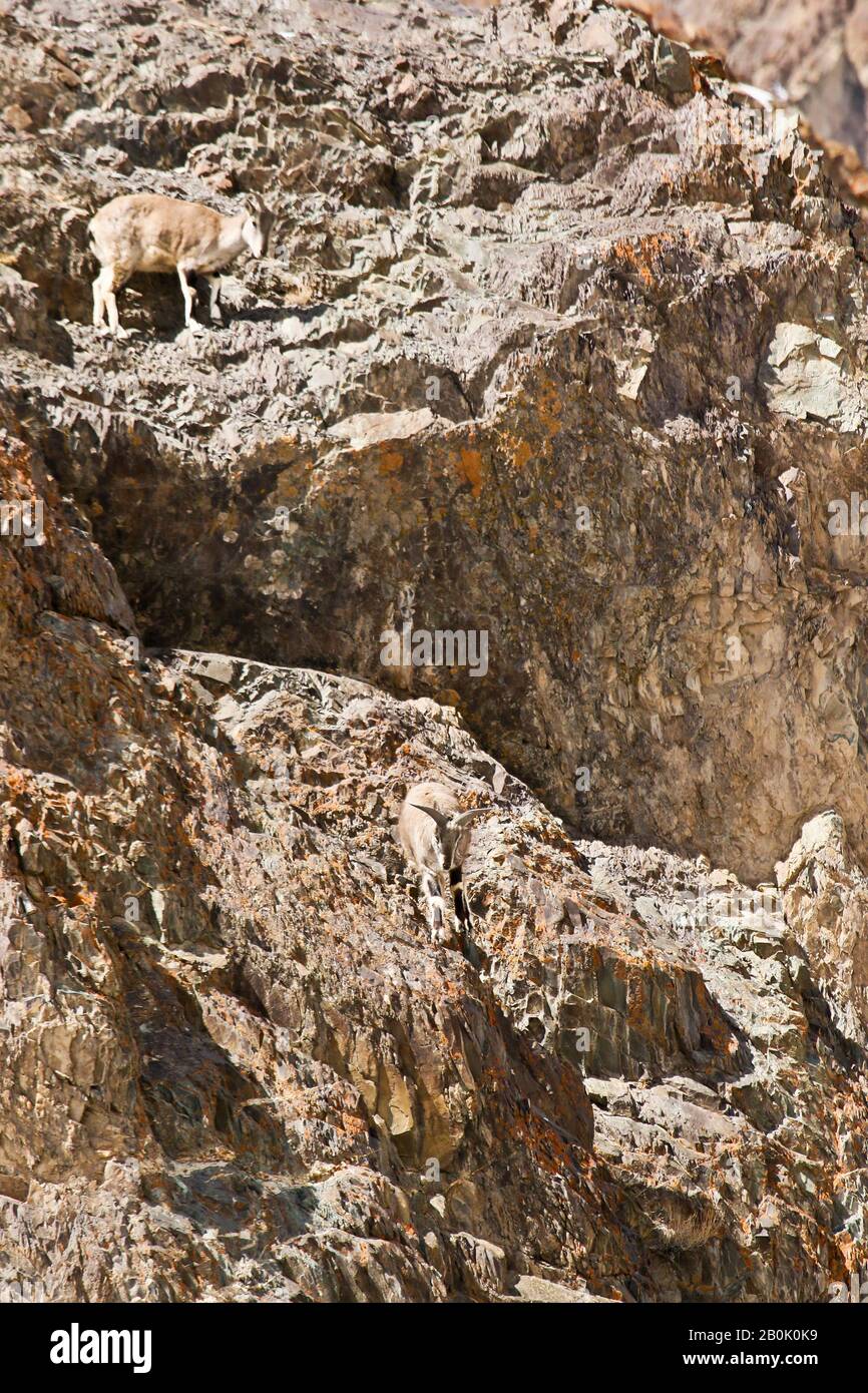 Mouton bleu himalayenne, naur (Pseudois nayaur), Parc national de Hemis. Himalaya. Ladakh, Inde Banque D'Images