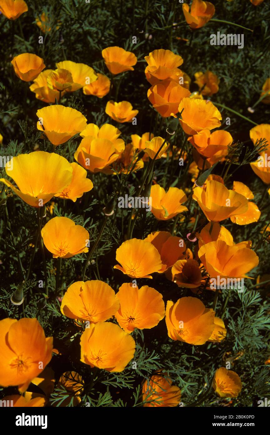 SAISONS, COQUELICOTS DE CALIFORNIE Banque D'Images