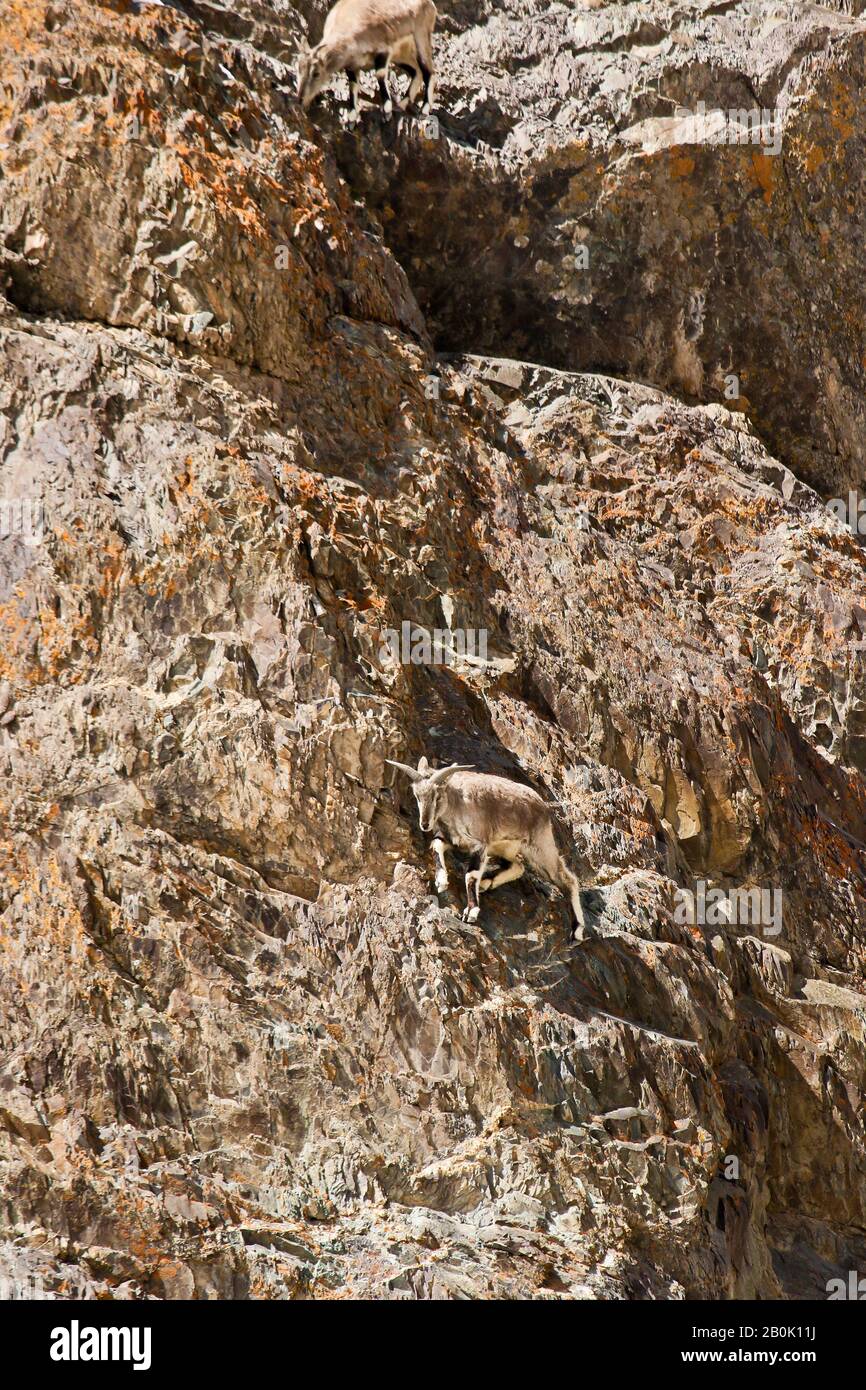 Mouton bleu himalayenne, naur (Pseudois nayaur), Parc national de Hemis. Himalaya. Ladakh, Inde Banque D'Images