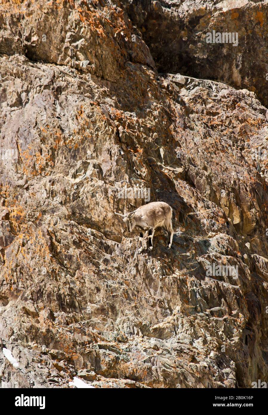 Mouton bleu himalayenne, naur (Pseudois nayaur), Parc national de Hemis. Himalaya. Ladakh, Inde Banque D'Images