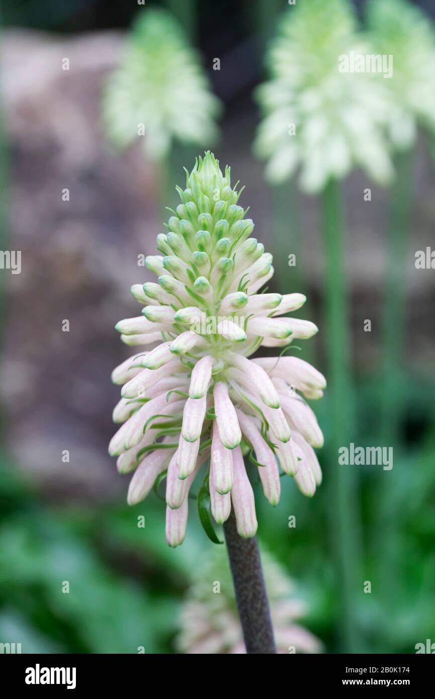 Veltheimia bracteata fleurs en croissance dans un environnement protégé. Banque D'Images