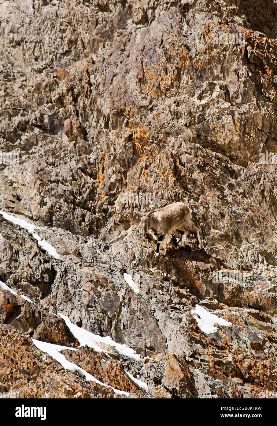 Mouton bleu himalayenne, naur (Pseudois nayaur), Parc national de Hemis. Himalaya. Ladakh, Inde Banque D'Images