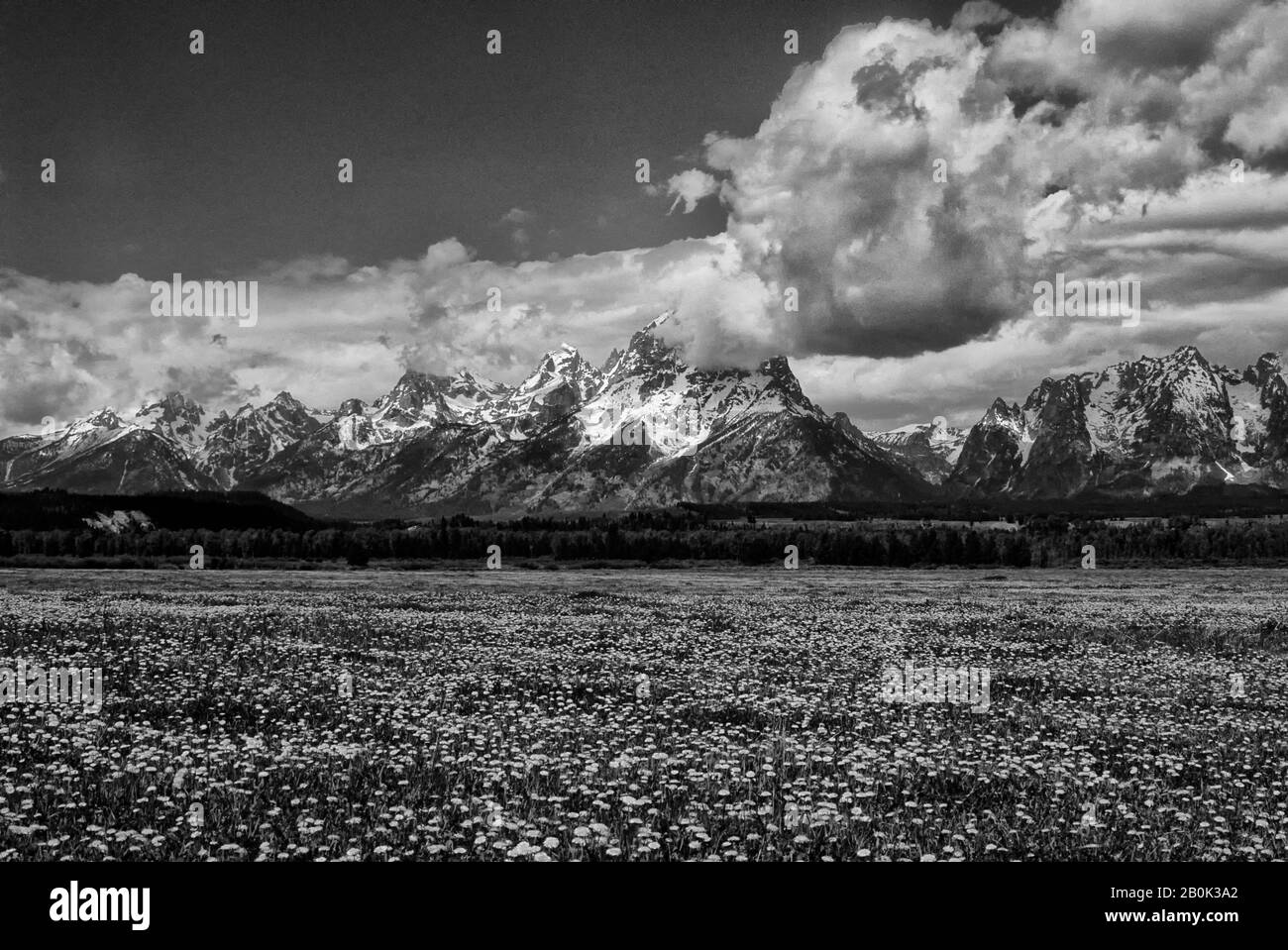 ÉTATS-UNIS, WYOMING, GRAND TETON NATIONAL PARK, GAMME TETON, PÂTURAGE AVEC DES PISSENLITS EN PREMIER PLAN Banque D'Images