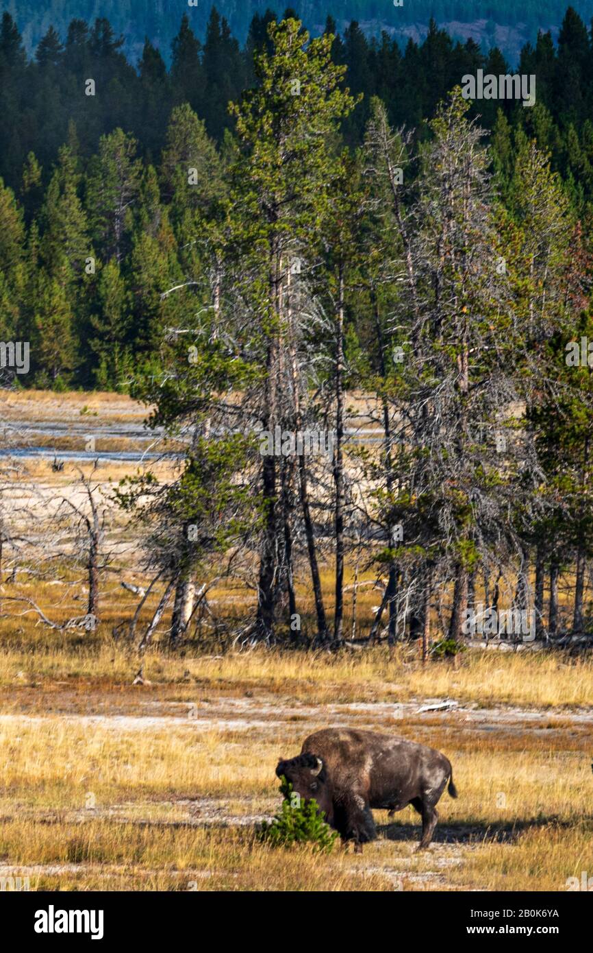 Buffalo broutant dans des champs herbeux avec de grands arbres verts au-delà. Banque D'Images