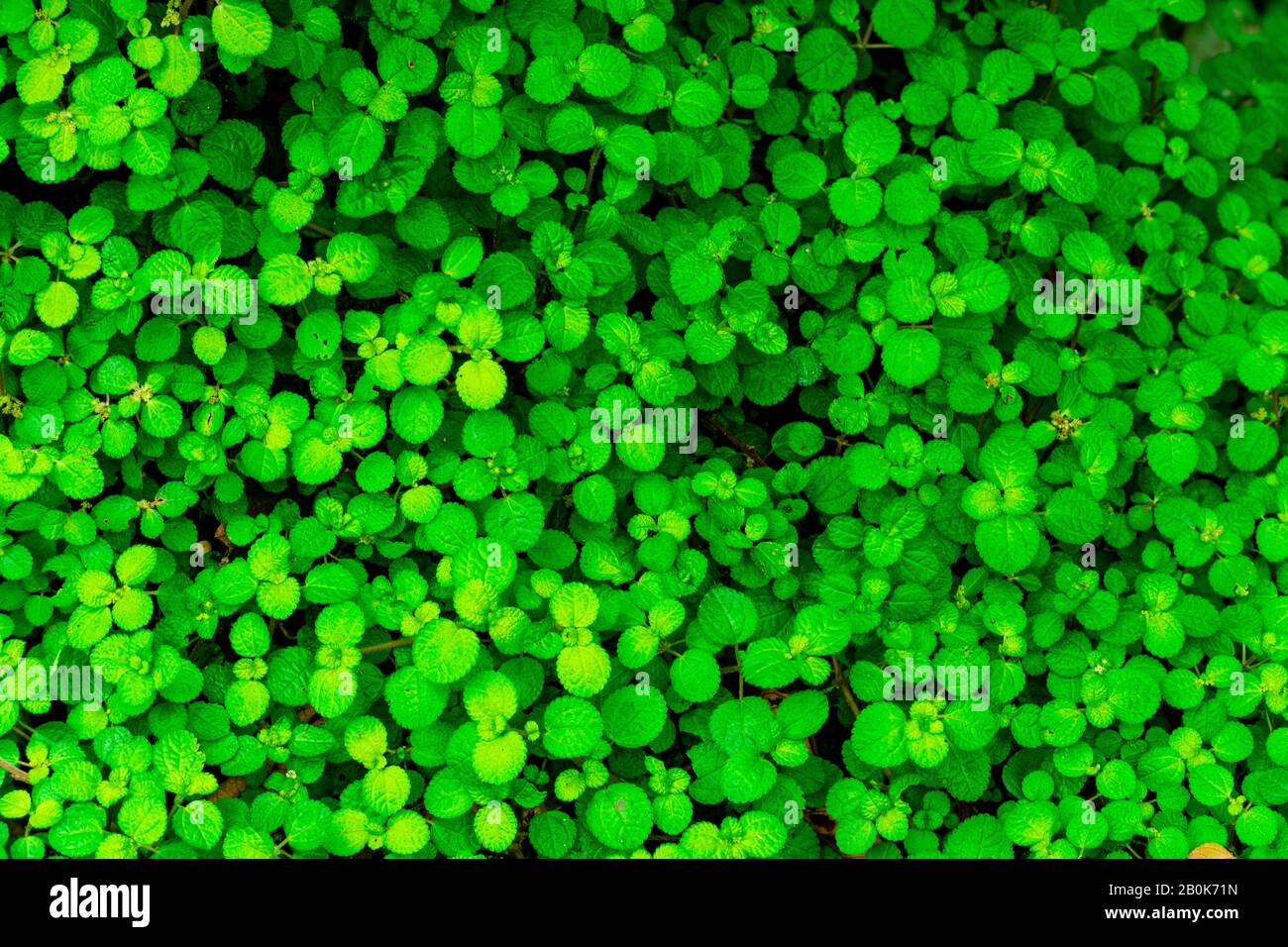 Fond vert en petites feuilles Banque D'Images Fond vert en petites feuilles Banque D'Images