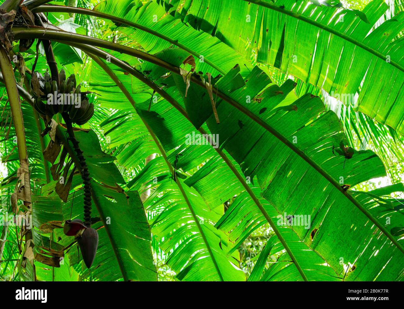 Arbre de banane sauvage dans la jungle brésilienne Banque D'Images Arbre de banane sauvage dans la jungle brésilienne Banque D'Images