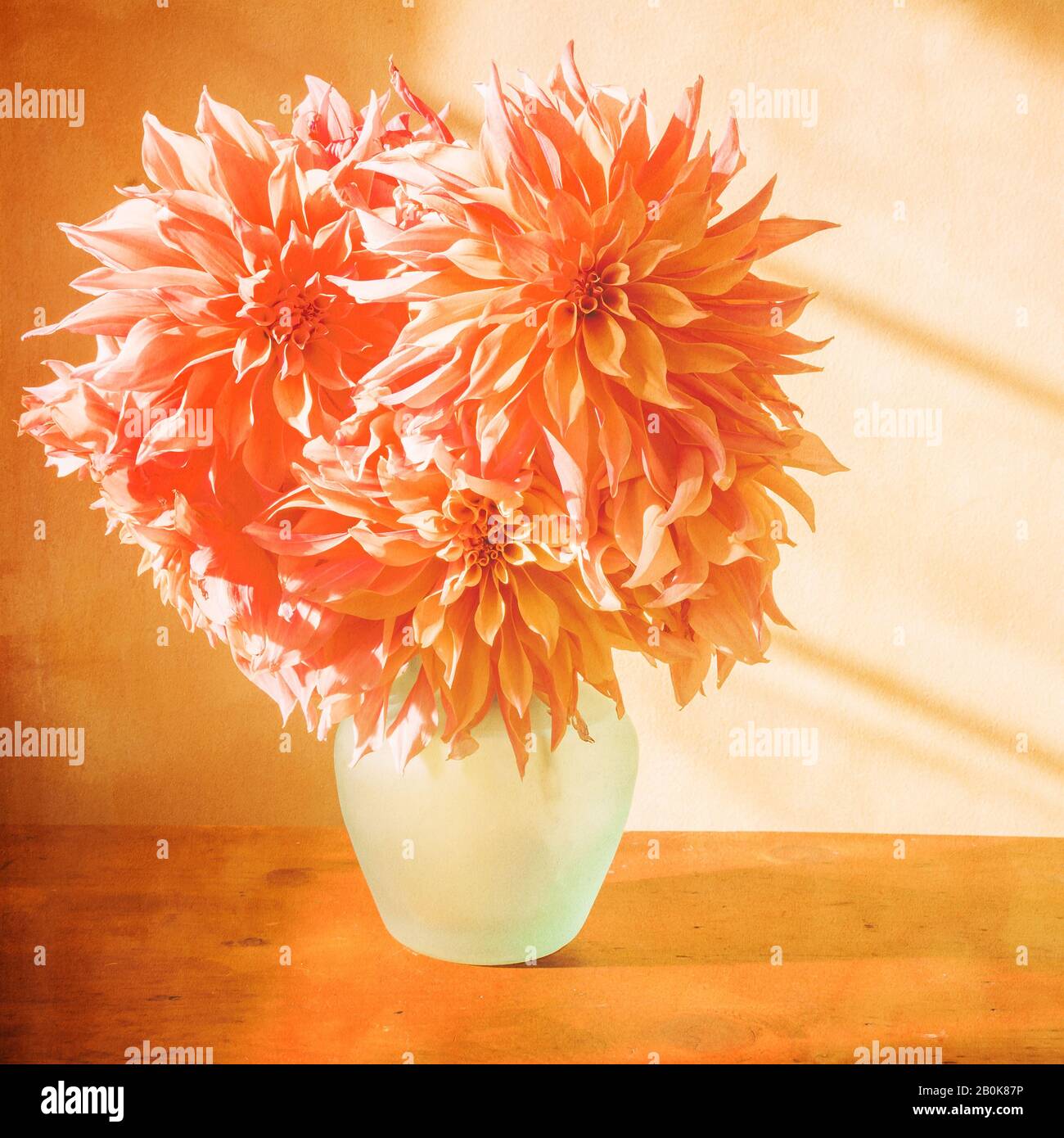 Dahlias orange avec un effet de texture rustique. Banque D'Images