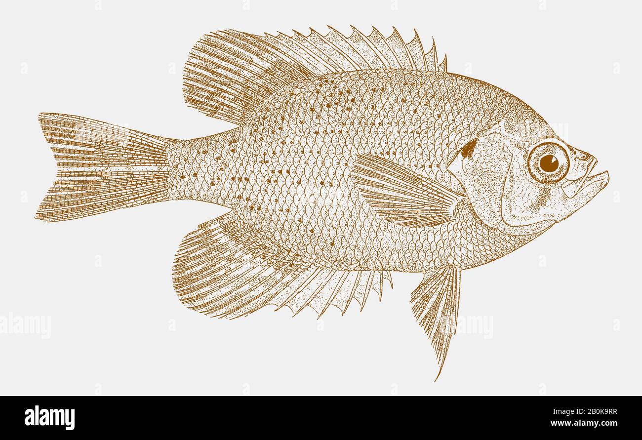 Flier centrarcus macropterus, un poisson de soleil d'eau douce du sud des États-unis en vue latérale Illustration de Vecteur