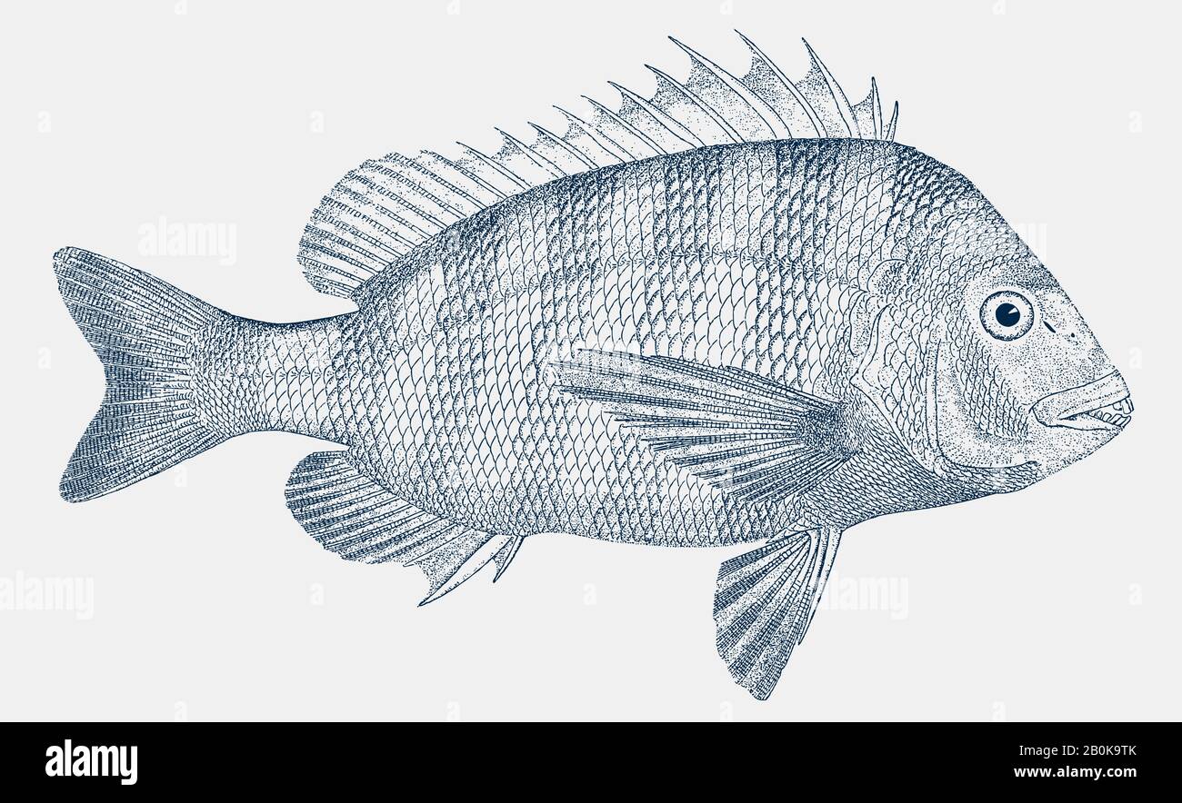 Adulte sheepshead, archosargus probatocephalus, un poisson marin en vue latérale Illustration de Vecteur
