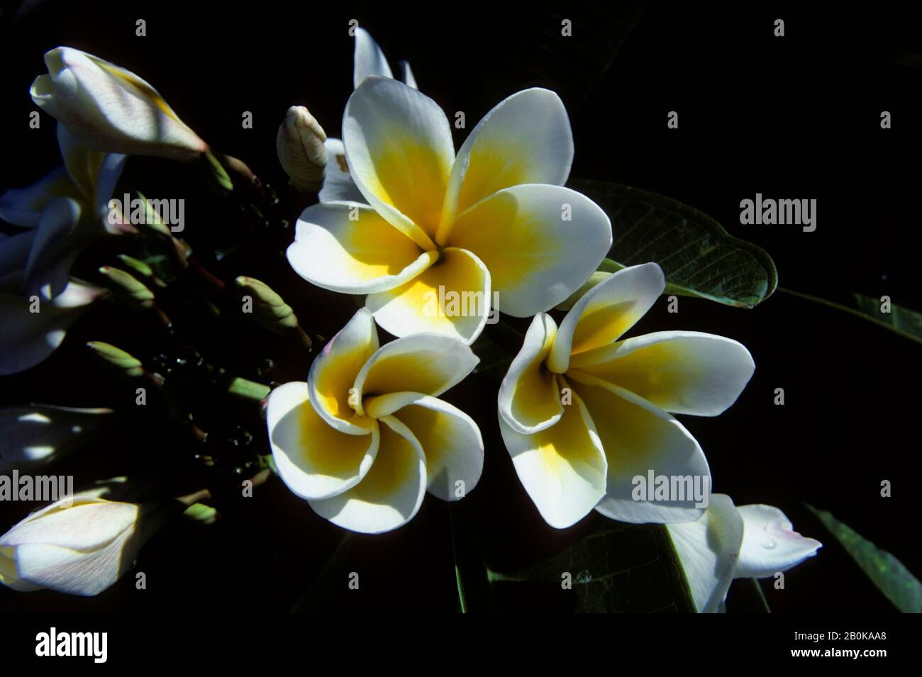 MICRONÉSIE, CAROLINE ISL. PALAOS; ÎLE DE KOROR, PLUMERIA OU FRANGIPANI ARBRES, FLEUR DE GROS PLAN Banque D'Images
