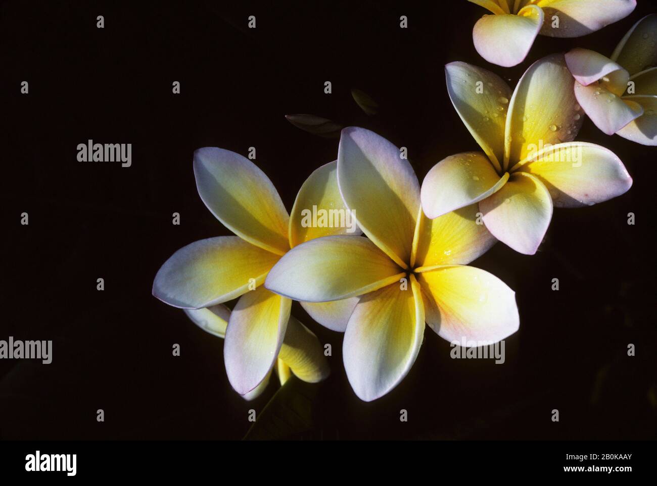 MICRONÉSIE, CAROLINE ISL. PALAOS; ÎLE DE KOROR, PLUMERIA OU FRANGIPANI ARBRES, FLEUR DE GROS PLAN Banque D'Images