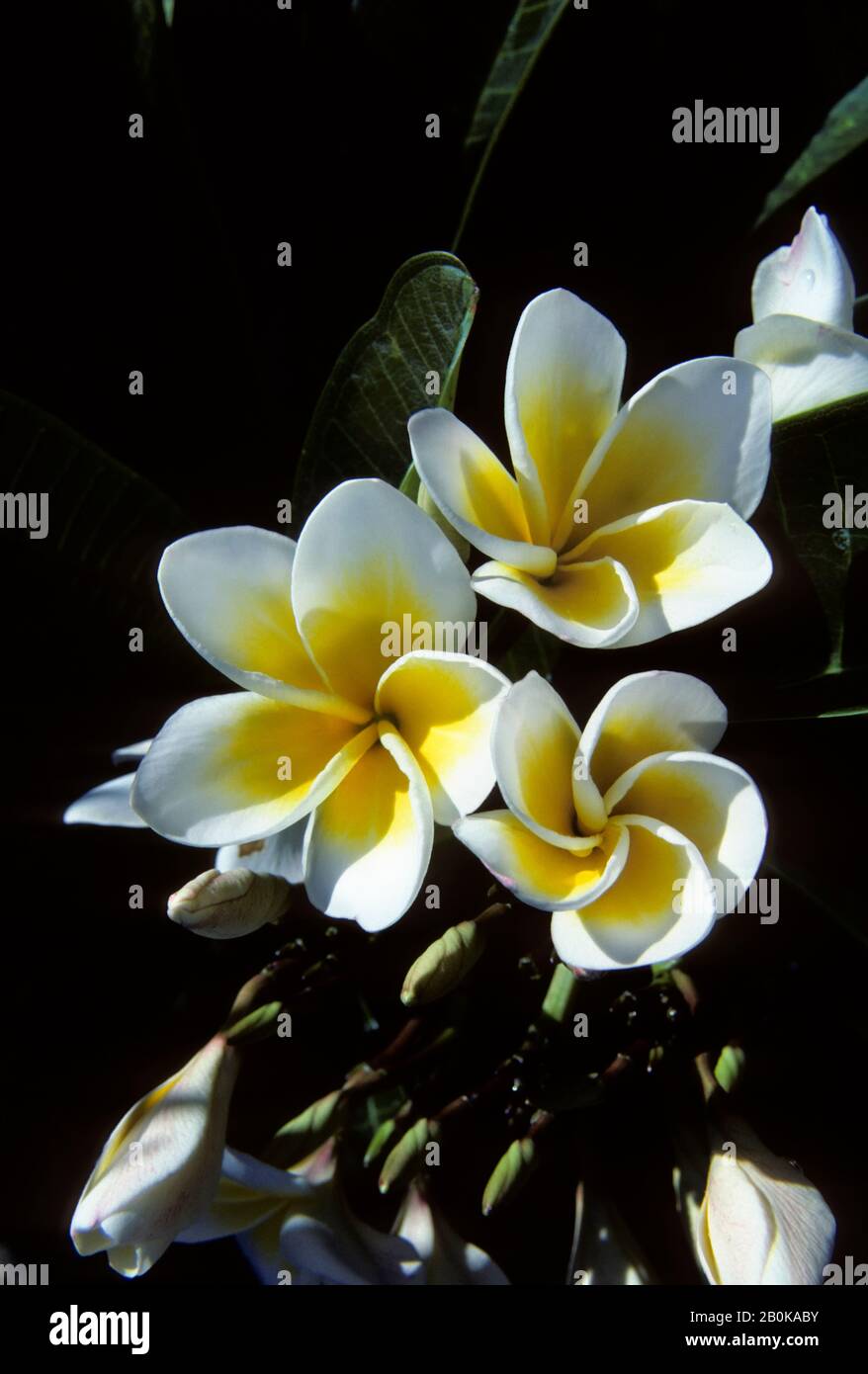 MICRONÉSIE, CAROLINE ISL. PALAOS; ÎLE DE KOROR, PLUMERIA OU FRANGIPANI ARBRES, FLEUR DE GROS PLAN Banque D'Images