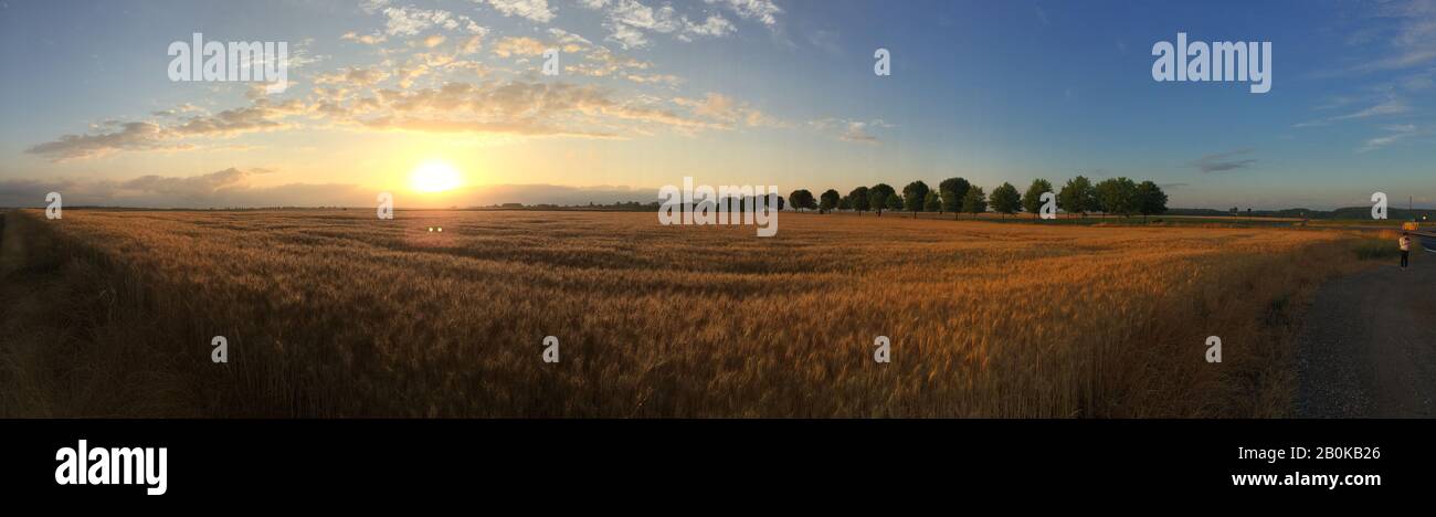 Coucher de soleil panorama champ de blé Banque D'Images