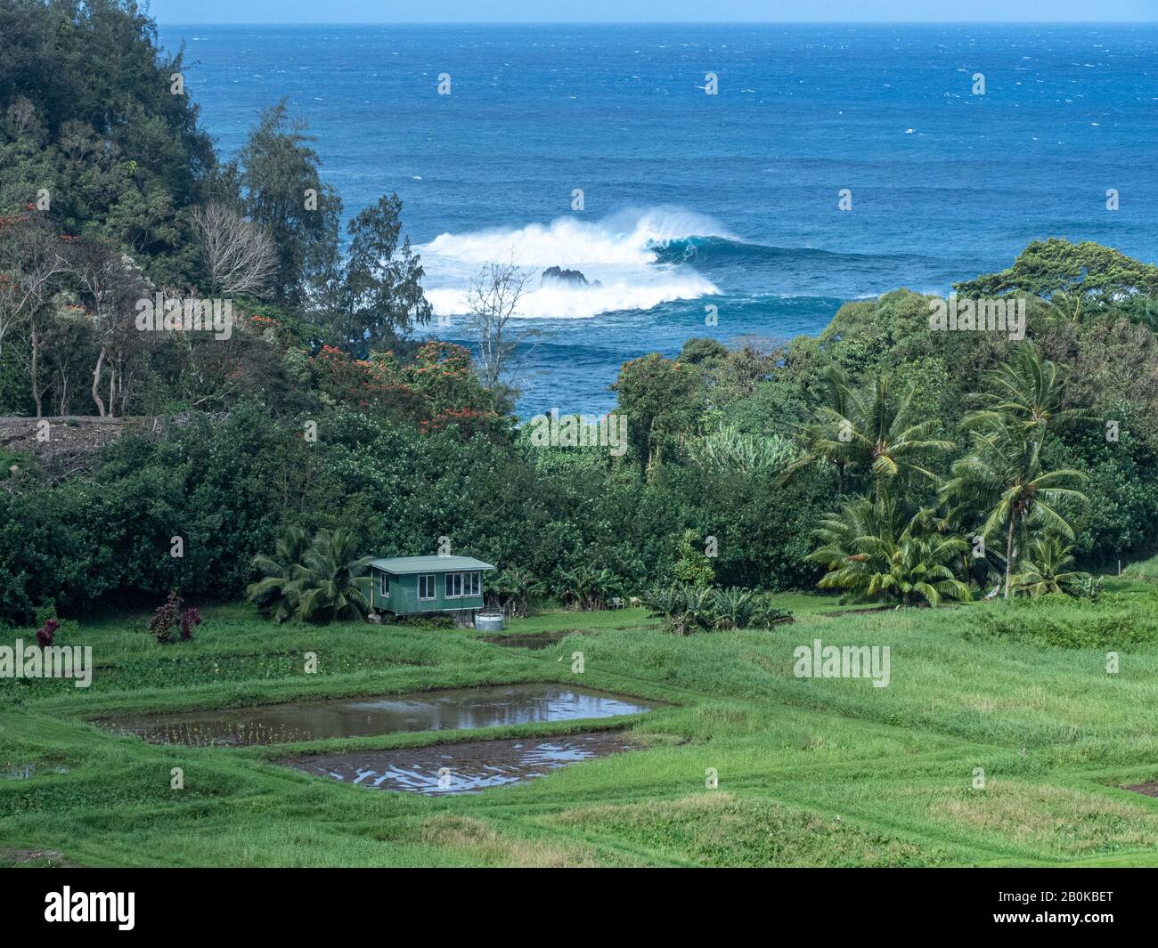 Les agriculteurs locaux cultivent le taro et les bananes près de la plage. Banque D'Images