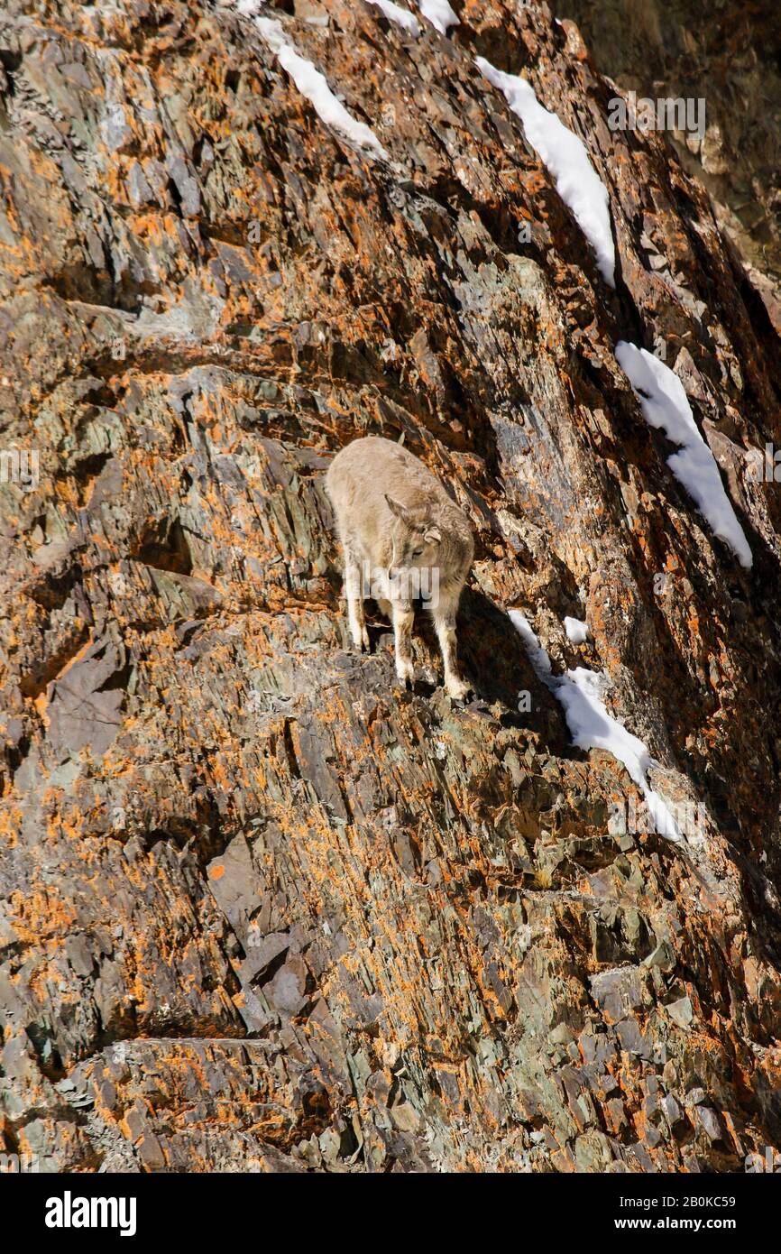 Mouton bleu himalayenne, naur (Pseudois nayaur), Parc national de Hemis. Himalaya. Ladakh, Inde Banque D'Images