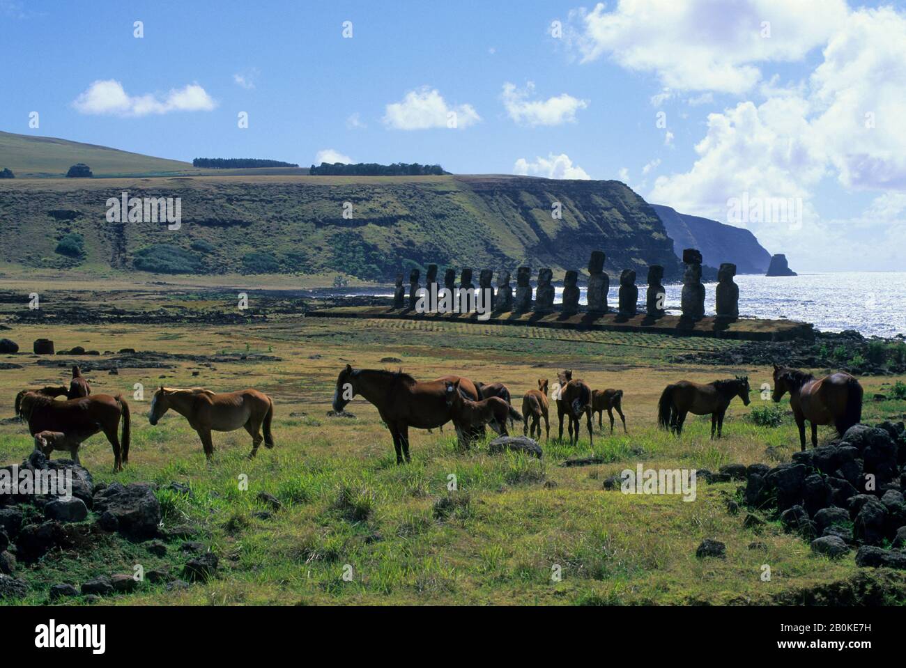 CHILI, ÎLE DE PÂQUES, AHU TONGARIKI, CHEVAUX Banque D'Images