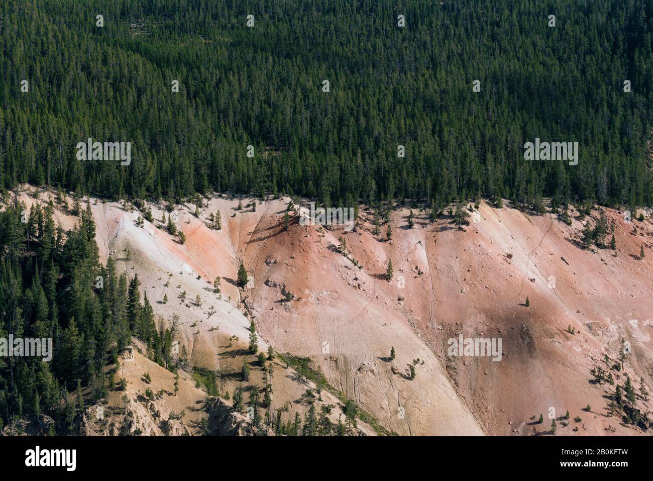 Forêt verte de pins au sommet de la montagne. Banque D'Images