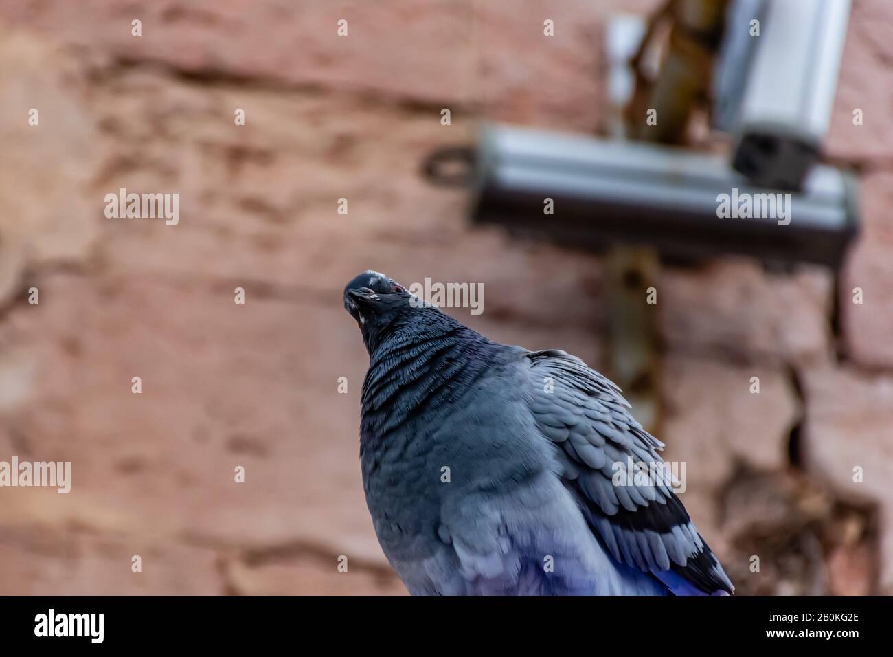 Un pigeon urbain perché sur un toit regardant drôle et curieusement à la caméra avec sa tête coquée comme si glaring ou avoir une question Banque D'Images