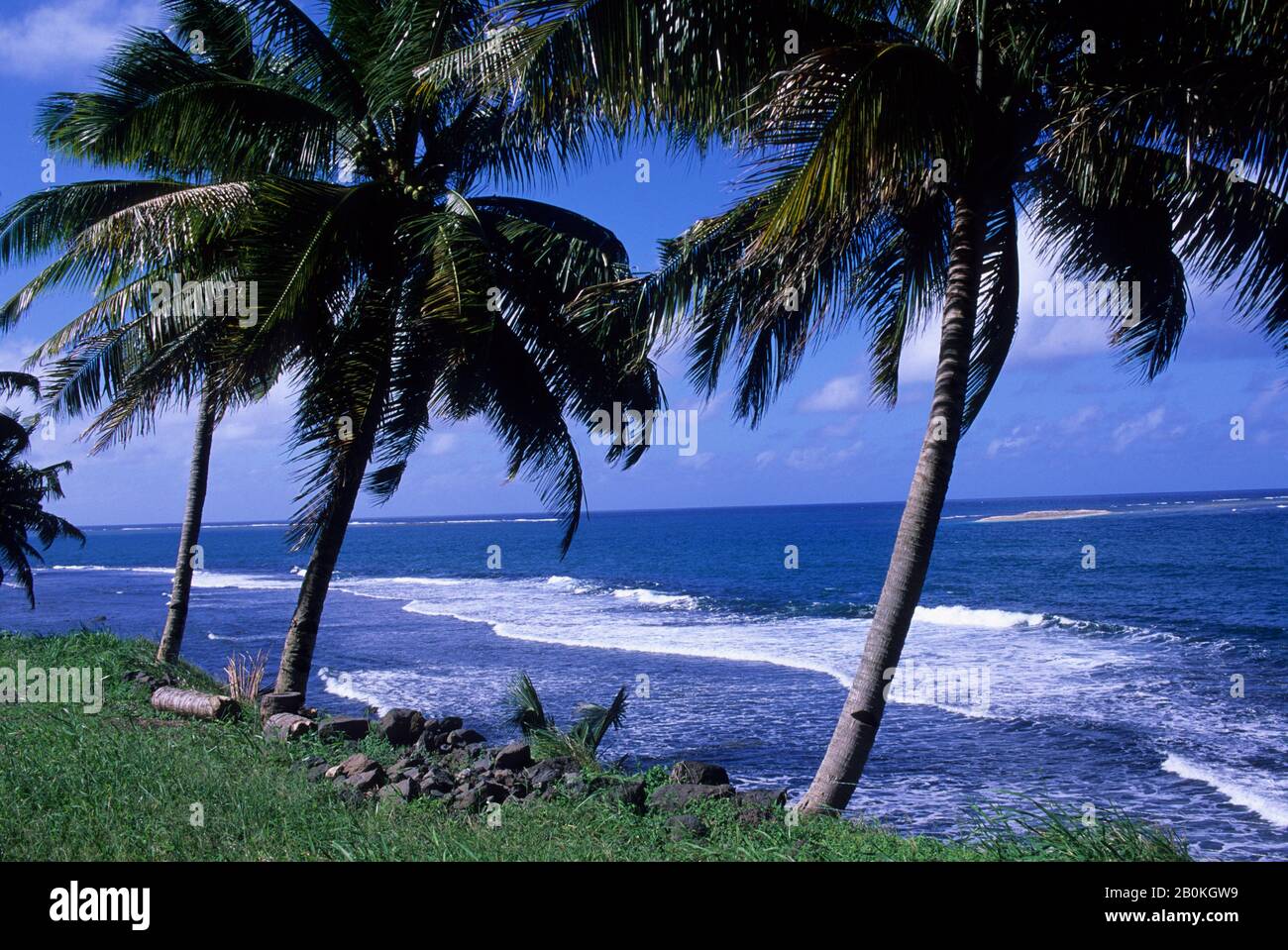 SAMOA OCCIDENTALES, ÎLE D'UPOLU, LITTORAL AVEC PALMIERS À NOIX DE COCO Banque D'Images