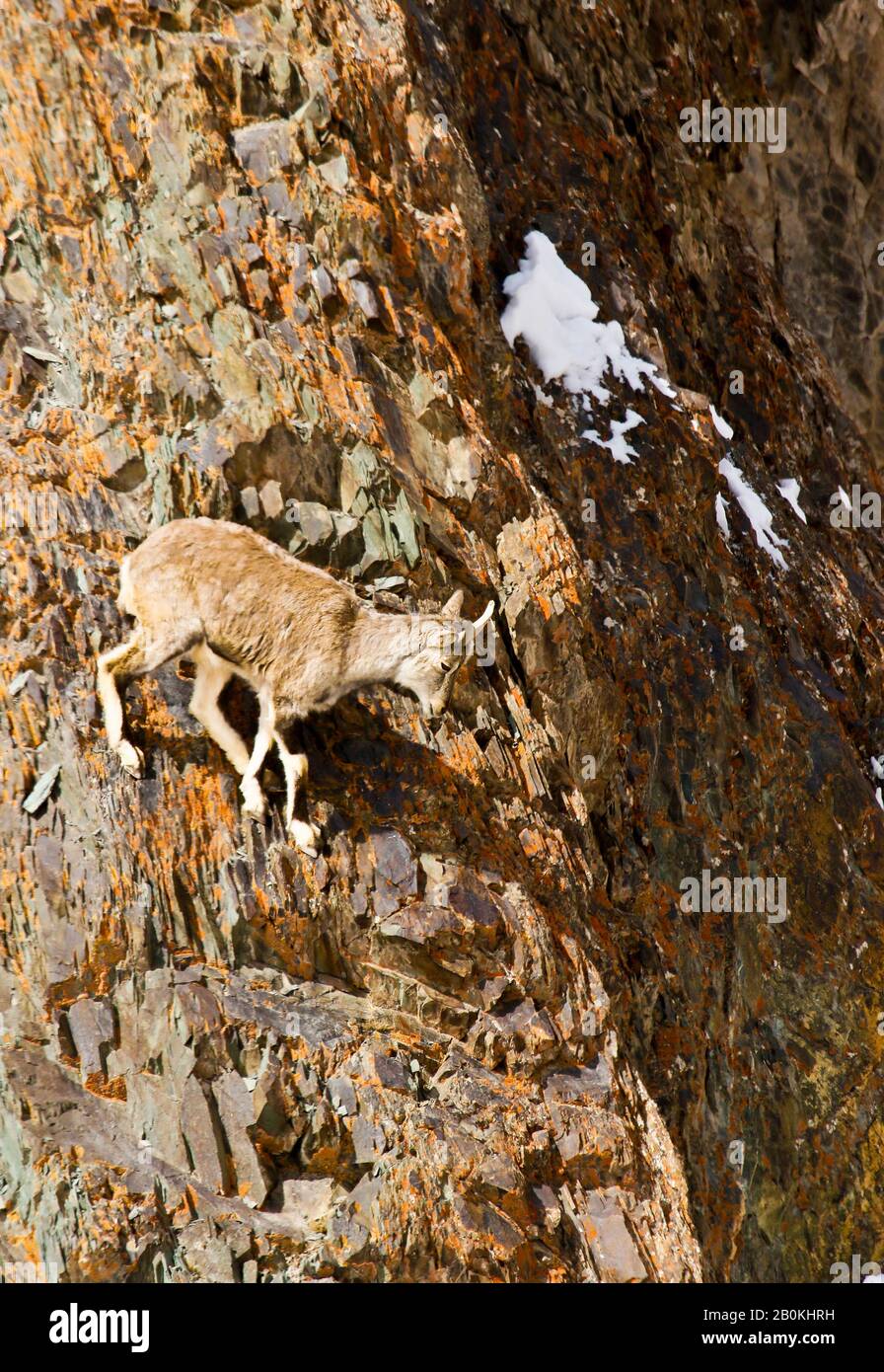 Mouton bleu himalayenne, naur (Pseudois nayaur), Parc national de Hemis. Himalaya. Ladakh, Inde Banque D'Images