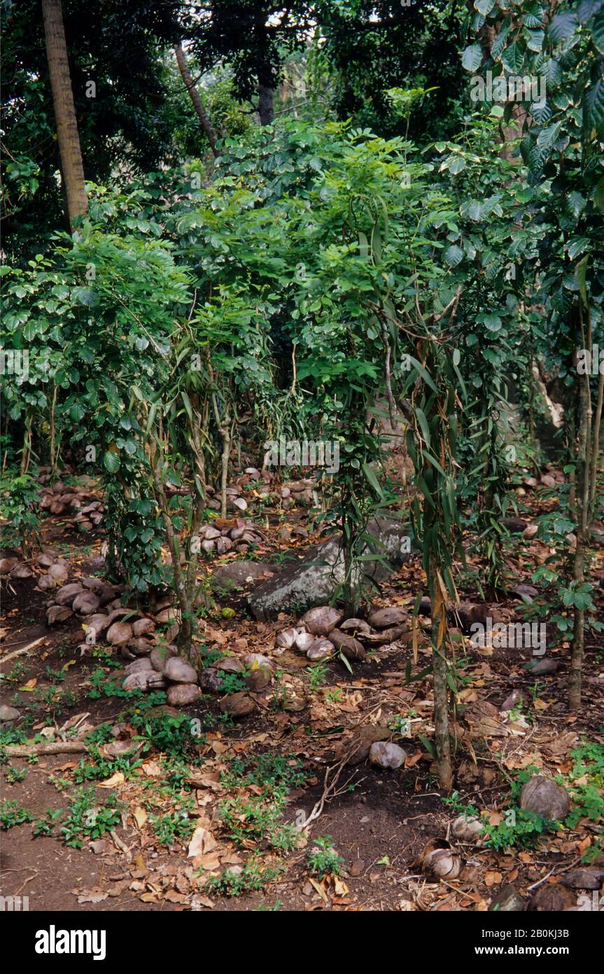 POLYNÉSIE FRANÇAISE, ÎLES DE LA SOCIÉTÉ, HUAHINE, PLANTATION DE VANILLE Banque D'Images