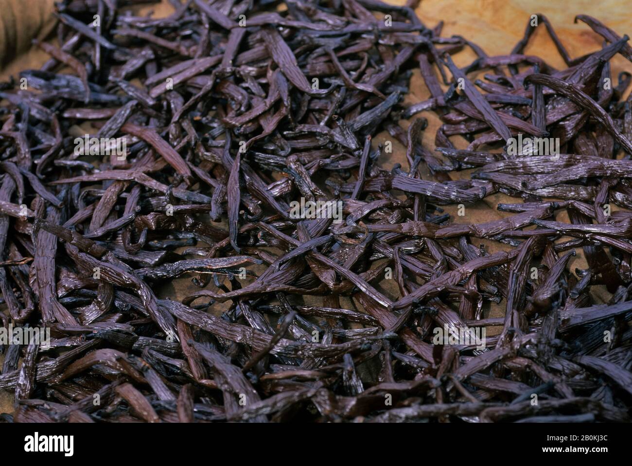 POLYNÉSIE FRANÇAISE, ÎLES DE LA SOCIÉTÉ, HUAHINE, SÉCHAGE DES GOUSSES DE VANILLE Banque D'Images