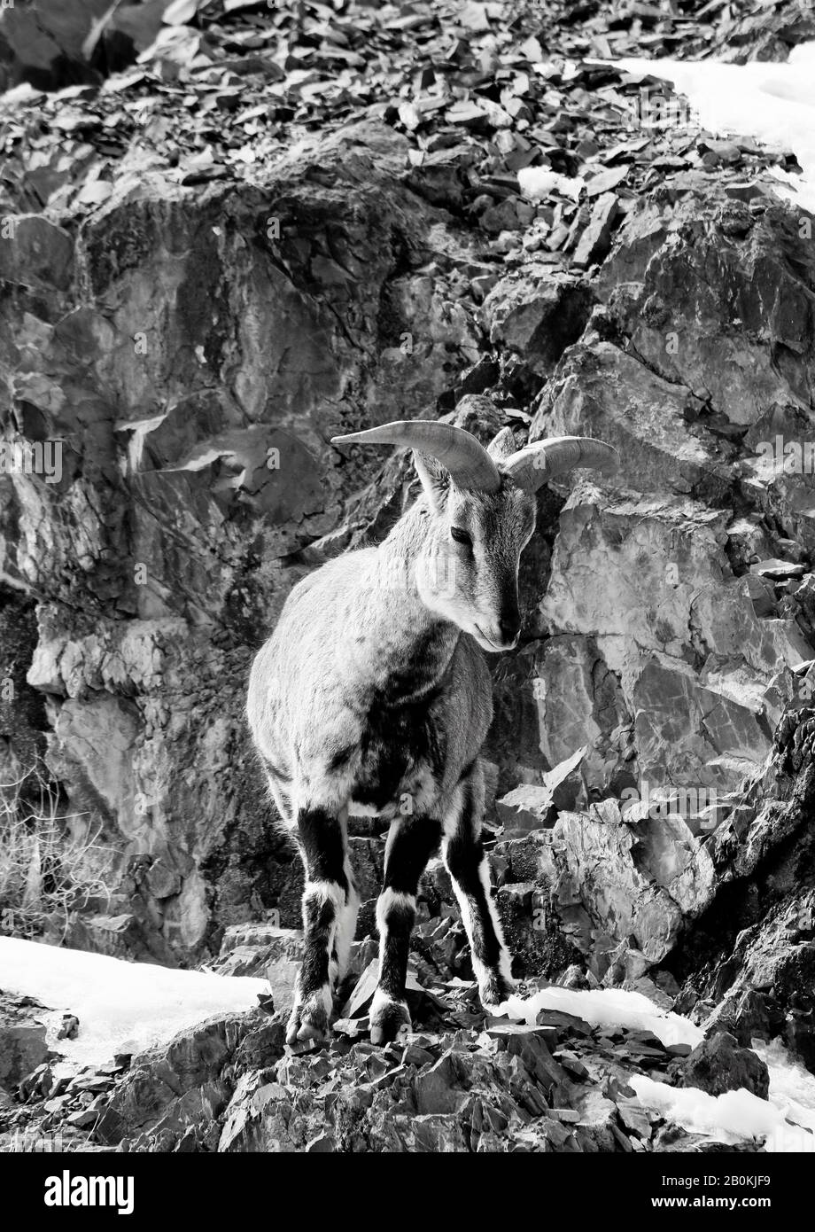 Mouton bleu himalayenne, naur (Pseudois nayaur), Parc national de Hemis. Himalaya. Ladakh, Inde Banque D'Images