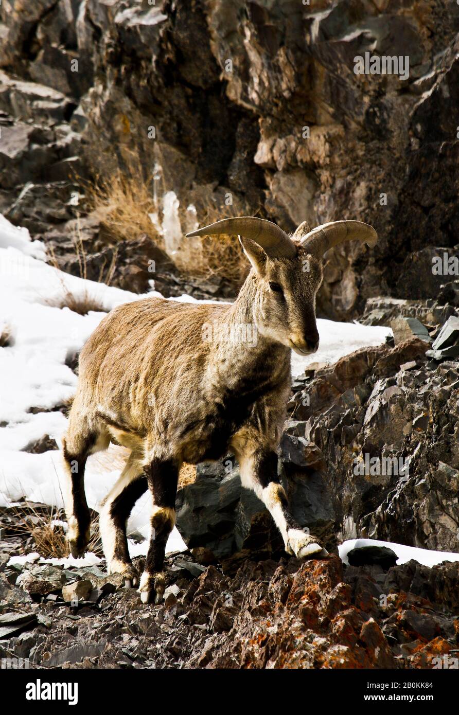 Mouton bleu himalayenne, naur (Pseudois nayaur), Parc national de Hemis. Himalaya. Ladakh, Inde Banque D'Images