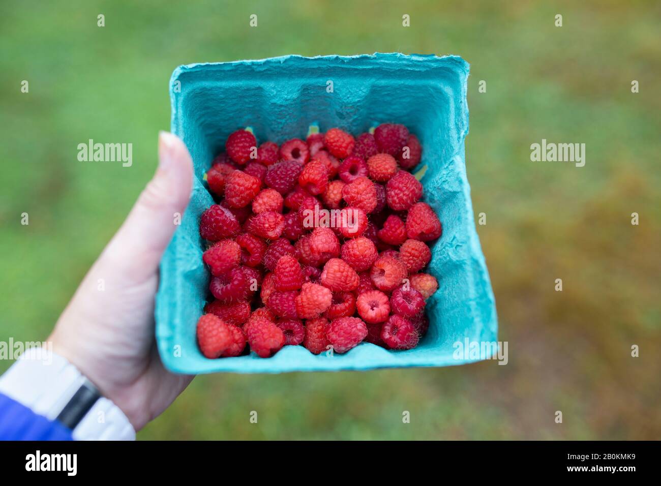 Une femme tenant des framboises dans un choix de votre propre ferme de baies dans le Maine Banque D'Images