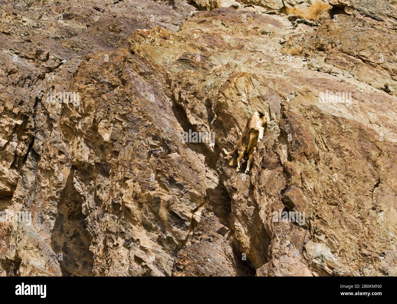 Mouton bleu himalayenne, naur (Pseudois nayaur), Parc national de Hemis. Himalaya. Ladakh, Inde Banque D'Images