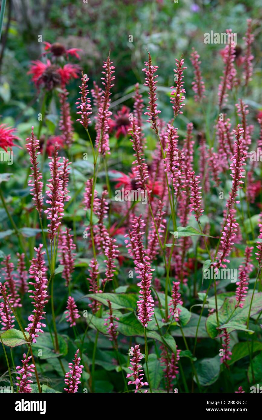 Persicaria amplicaulis Orange Field,fleurs orange-rose corail,fleur,floraison,florifier,mélange de plantation,combinaison,RM Floral Banque D'Images