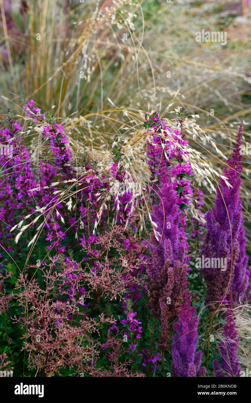 Astilbe chinensis var taquetii Purpurlanze,,Lythrum virggatum Dropmore Purple,stipa gigantea,fleurs violettes,fleur,floraison,bordure rose pourpre,mixte b Banque D'Images