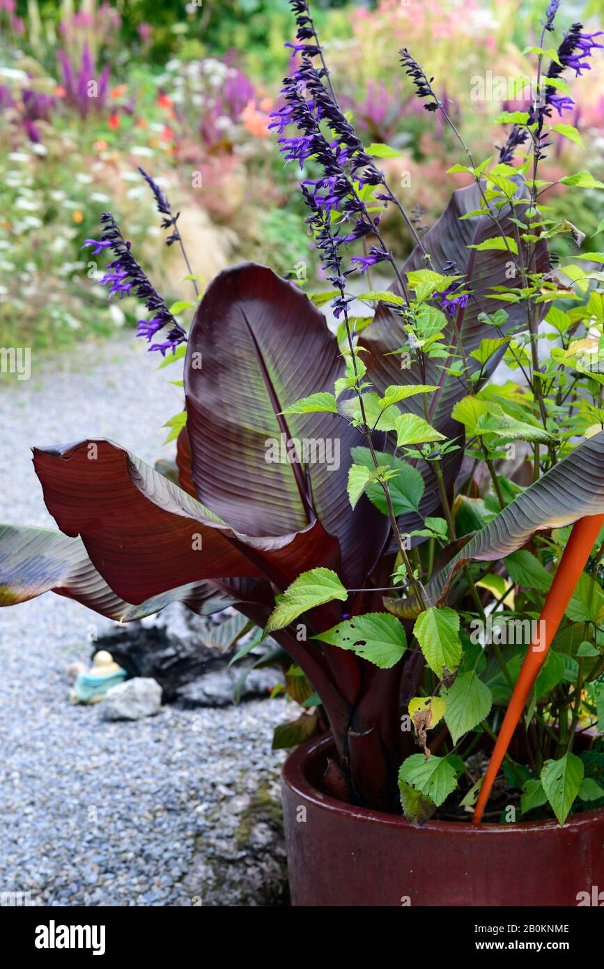 Salvia amistad,ensete ventricosum maurelii,banane,tropical,plante,plantes,plan de plantation,plantation exotique,por,pots,container jardinage,jardin,été,RM Banque D'Images