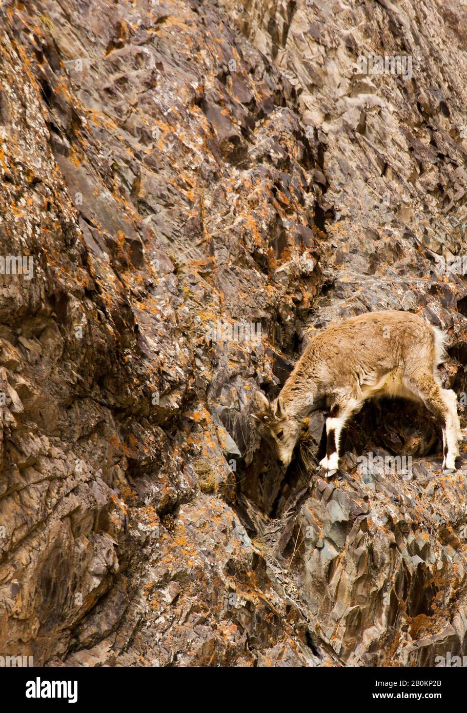 Mouton bleu himalayenne, naur (Pseudois nayaur), Parc national de Hemis. Himalaya. Ladakh, Inde Banque D'Images