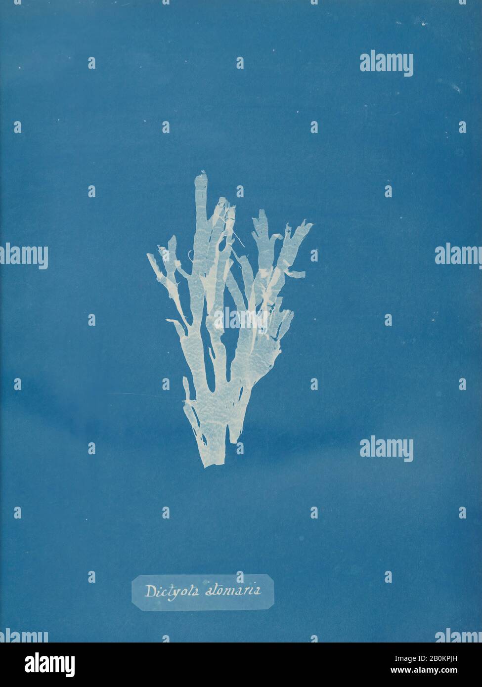 Anna Atkins, Dictyota Atomaria, Anna Atkins (Britannique, 1799–1871), Ca. 1853, Cyanotype, image : 25,3 x 20 cm, Photographies Banque D'Images