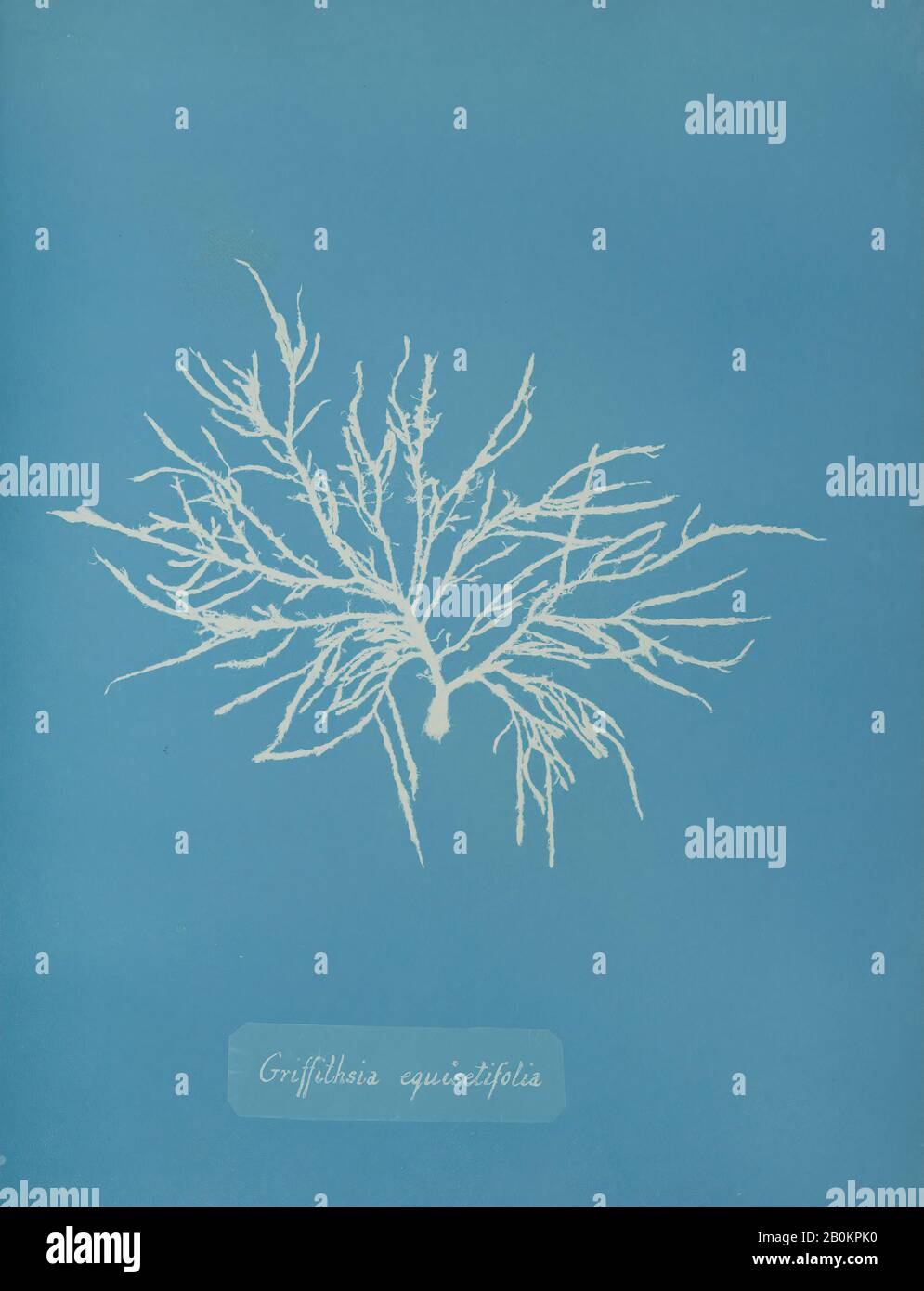 Anna Atkins, Griffithsia Equisetifolia, Anna Atkins (Britannique, 1799–1871), Ca. 1853, Cyanotype, image : 25,3 x 20 cm, Photographies Banque D'Images