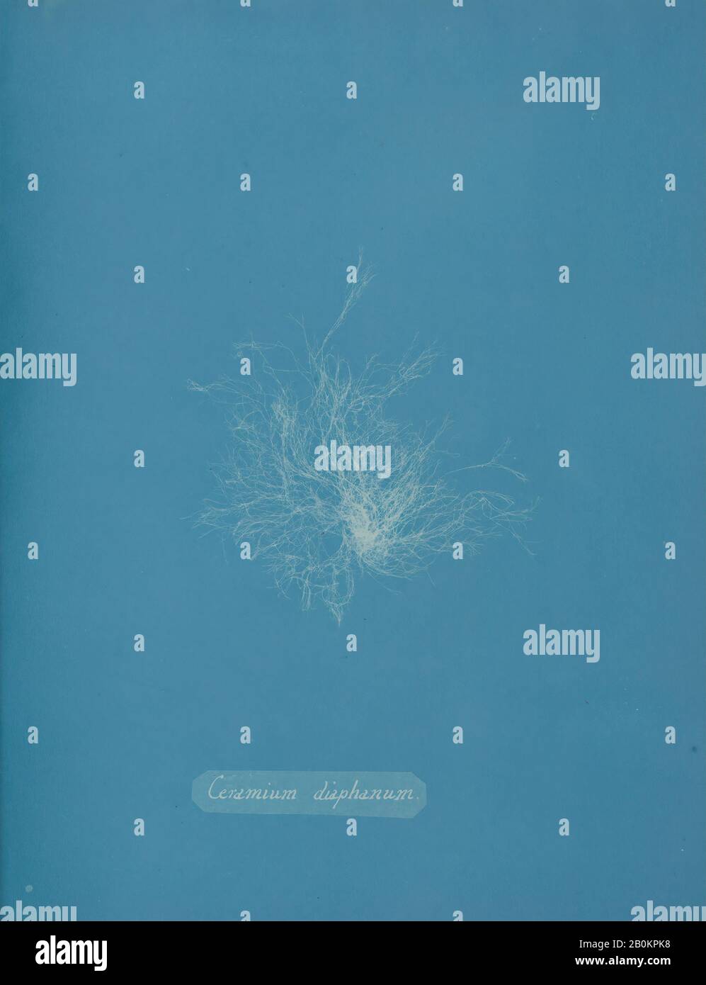 Anna Atkins, Ceramium Diaphanum, Anna Atkins (Britannique, 1799–1871), Ca. 1853, Cyanotype, image : 25,3 x 20 cm, Photographies Banque D'Images