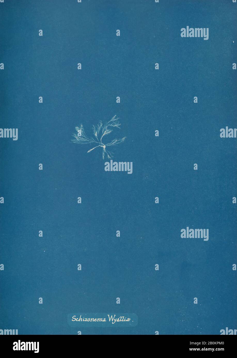 Anna Atkins, Schizonema Wyattiæ, Anna Atkins (Britannique, 1799–1871), Ca. 1853, Cyanotype, image : 25,3 x 20 cm, Photographies Banque D'Images